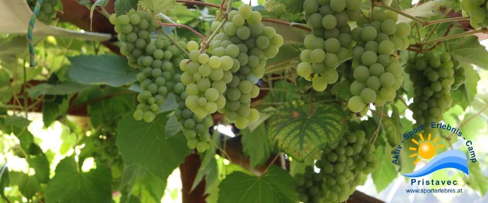 Weintrauben auf unserer Terrasse